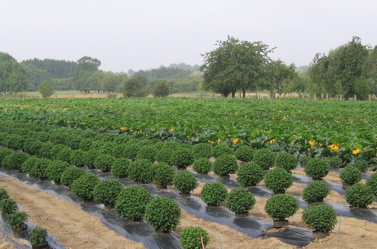 Exploitation horticole - Les Jardins de Vertumne