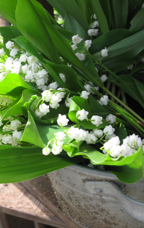 Bouquet de muguet